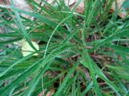 Attēlu rezultāti vaicājumam “Luzula luzuloides”