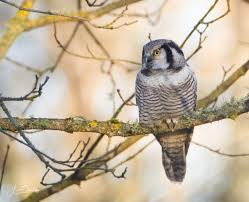 Image result for Surnia ulula