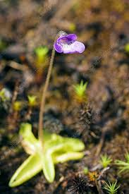 Attēlu rezultāti vaicājumam “Pinguicula vulgaris leaf”
