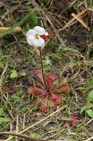 Attēlu rezultāti vaicājumam “Droseraceae”