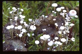 Attēlu rezultāti vaicājumam “Collybia tuberosa”