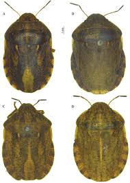 Attēlu rezultāti vaicājumam “Eurygaster testudinaria”