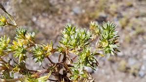 Attēlu rezultāti vaicājumam “Scleranthus annuus flower”