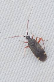 Attēlu rezultāti vaicājumam “Closterotomus biclavatus imago”