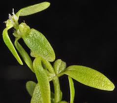 Attēlu rezultāti vaicājumam “Callitriche verna flower”