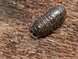 Attēlu rezultāti vaicājumam “Armadillidium pulchellum”