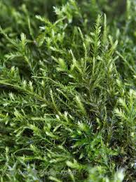 Attēlu rezultāti vaicājumam “Anomodon longifolius”