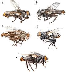 Attēlu rezultāti vaicājumam “Sarcophagidae”