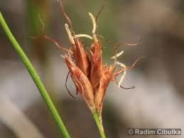 Attēlu rezultāti vaicājumam “Rhynchospora fusca”