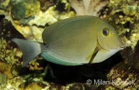 Image result for Acanthurus blochii