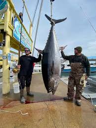 Image result for giant tuna