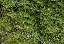 Attēlu rezultāti vaicājumam “Metzgeria violacea”