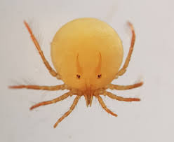 Attēlu rezultāti vaicājumam “Hydrachna”