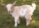 All she needs is a goat and a sense of humour | Sleepless Nights