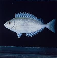 Image result for Siganus rivulatus