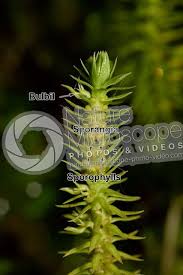 Attēlu rezultāti vaicājumam “Huperzia selago”