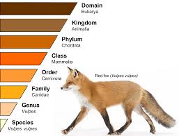 Image result for genus