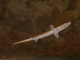 Image result for Scaphirhynchus platorynchus