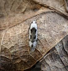 Attēlu rezultāti vaicājumam “Carpatolechia alburnella”