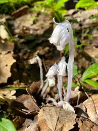 Attēlu rezultāti vaicājumam “Plantago uniflora flower”