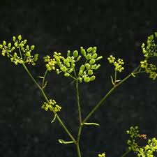 Attēlu rezultāti vaicājumam “Pastinaca sativa subsp. sylvestris leaf”