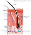 dermis: human skin -- Britannica Online Encyclopedia