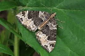 Attēlu rezultāti vaicājumam “Ecliptopera silaceata”