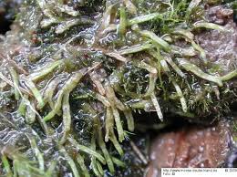 Attēlu rezultāti vaicājumam “Riccia canaliculata”