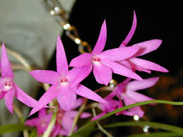 Attēlu rezultāti vaicājumam “Arthonia byssacea”