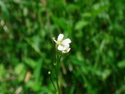 Attēlu rezultāti vaicājumam “Arabis hirsuta flower”