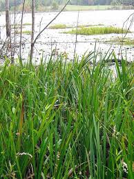 Attēlu rezultāti vaicājumam “Sparganium minimum fruit”