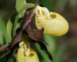 Attēlu rezultāti vaicājumam “Cypripedium calceolus flower”