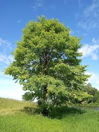 Attēlu rezultāti vaicājumam “Ulmus laevis”