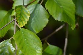 Attēlu rezultāti vaicājumam “Betula humilis leaf”