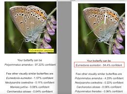 Attēlu rezultāti vaicājumam “Eumedonia eumedon male”