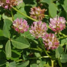 Attēlu rezultāti vaicājumam “Trifolium fragiferum leaf”