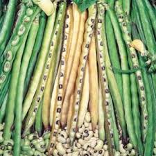 Attēlu rezultāti vaicājumam “Thymus pulegioides fruit”