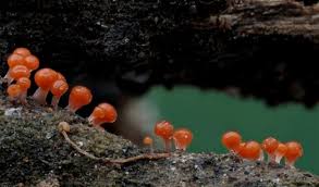 Attēlu rezultāti vaicājumam “Trichia decipiens”