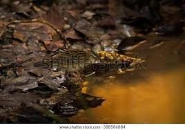 Image result for Locustella certhiola