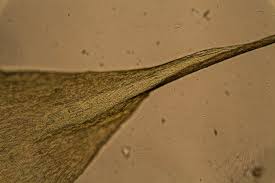 Attēlu rezultāti vaicājumam “Campylium stellatum sporophyte”