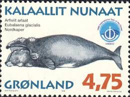 Image result for Eubalaena glacialis