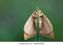 Attēlu rezultāti vaicājumam “Watsonalla binaria”