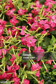 Image result for Nicotiana x sanderae