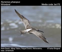 Attēlu rezultāti vaicājumam “Numenius phaeopus adult”