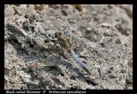 Attēlu rezultāti vaicājumam “Orthetrum cancellatum male”
