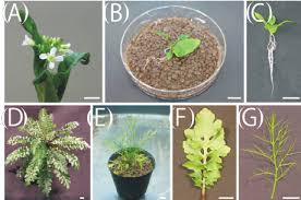 Attēlu rezultāti vaicājumam “Rorippa amphibia leaf”