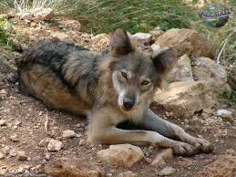 Image result for canis lupus arabs
