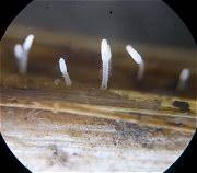 Attēlu rezultāti vaicājumam “Phleogena faginea sessile”