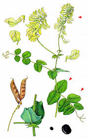 Attēlu rezultāti vaicājumam “Vicia pisiformis”