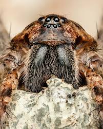 Image result for spider